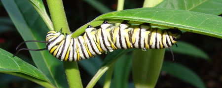 monarch caterpillar eating a milkweed leaf